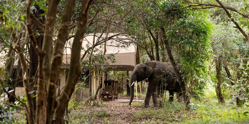 Eco-Friendly Camp - Sentinel Mara camp
